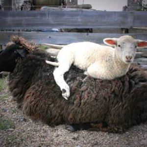 verkehrte Welt  oder  Wer ist das schwarze Schaf ?