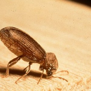 Gewöhnlicher Nagekäfer anobium punctatum (klopfend)