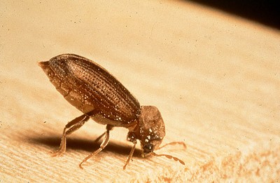 Gewöhnlicher Nagekäfer anobium punctatum (klopfend)