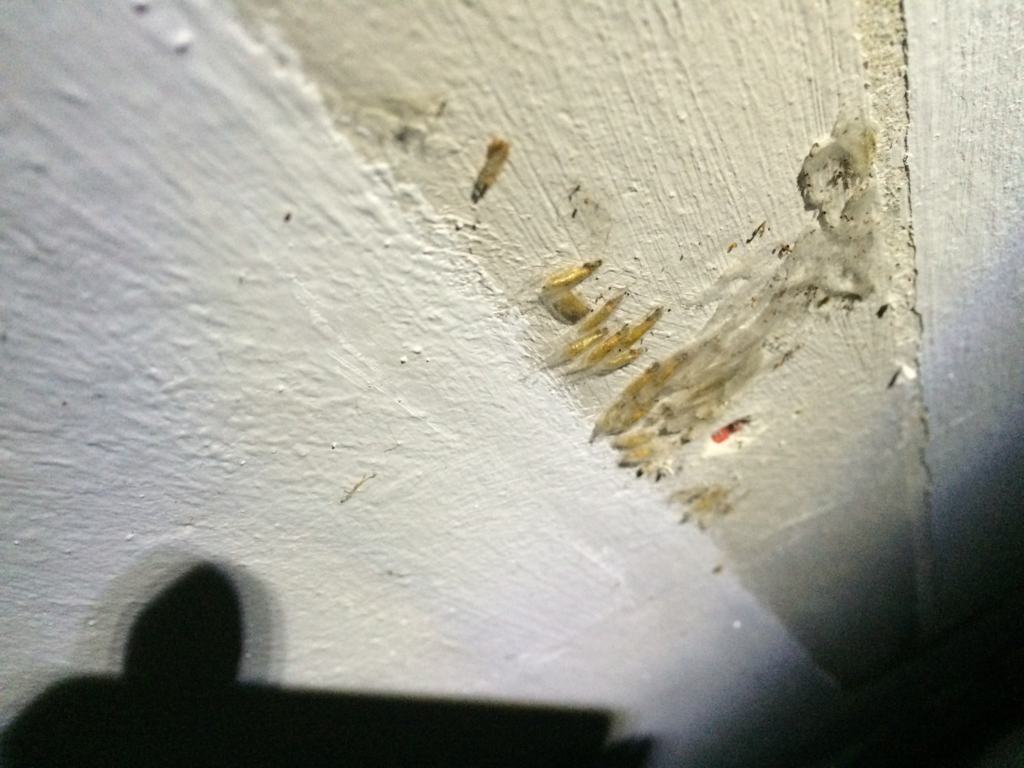 Mückenlarven unter Verkleidung im Keller!! 