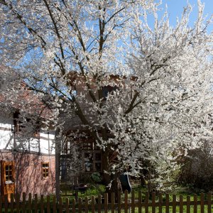 Baumhaus in der Mirabellenblüte