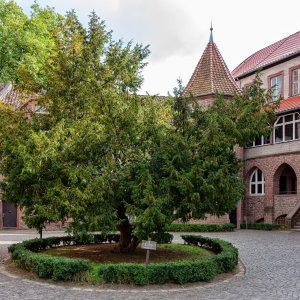 Alter Eibenbaum im Schlosshof Altenhausen