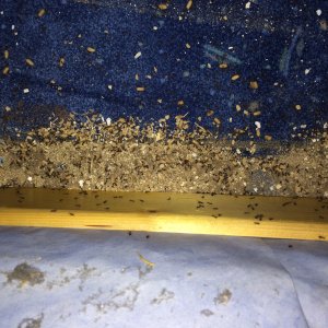 Ameisen im feuchten Zimmer EG