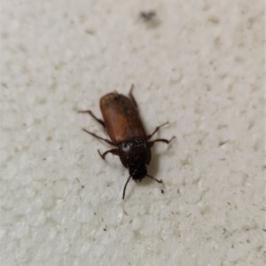 Bitte um Hilfe: Welcher Käfer ist das ???