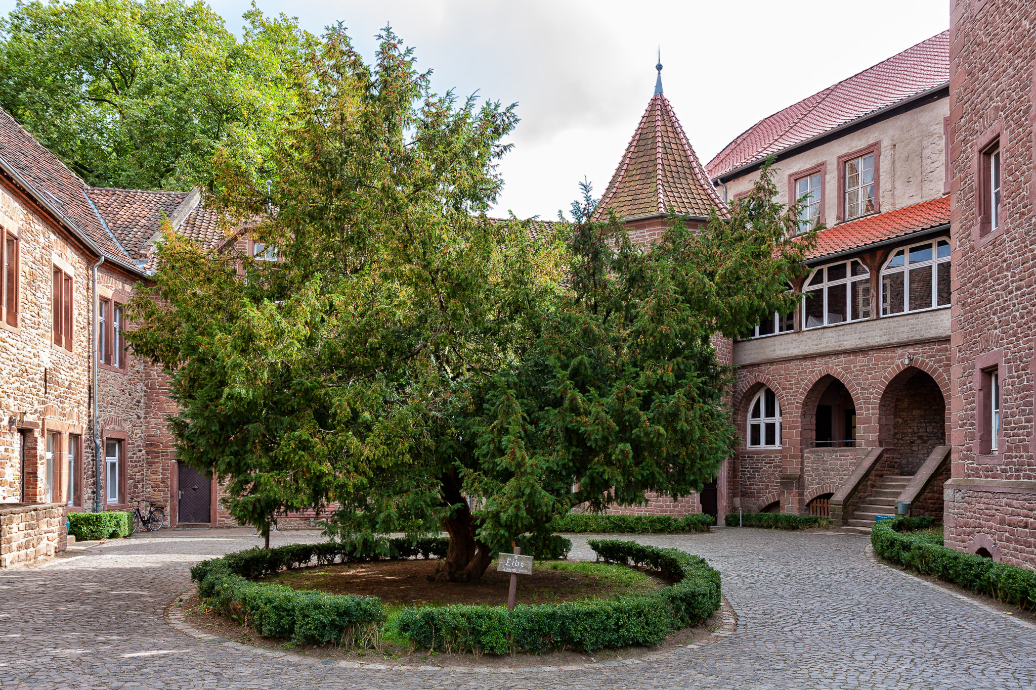Alter Eibenbaum im Schlosshof Altenhausen