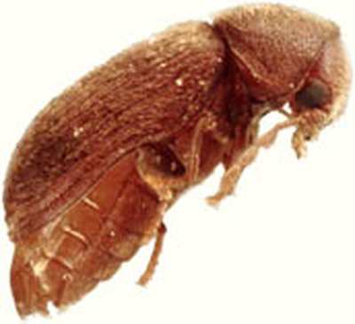 Anobium punctatum - Gewöhnlicher Nagekäfer 4