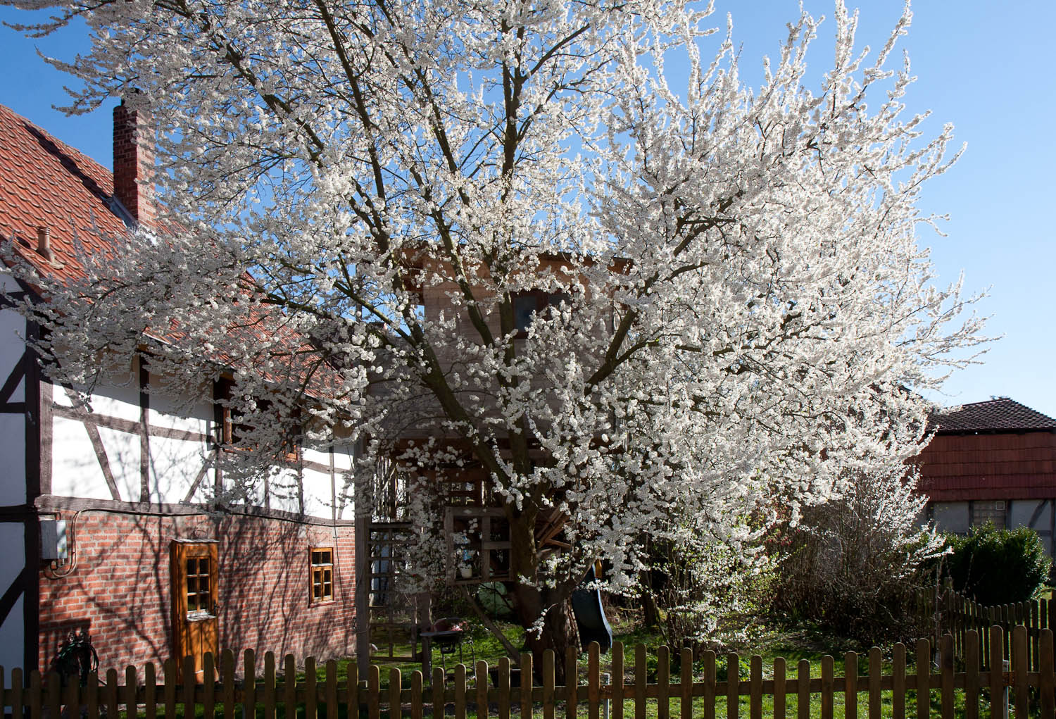 Baumhaus in der Mirabellenblüte