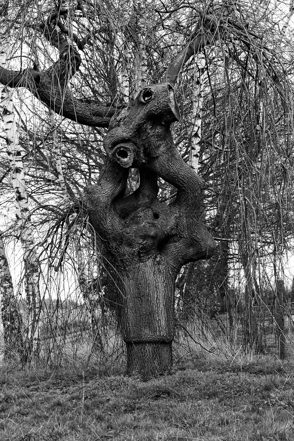 Verknoteter Baum